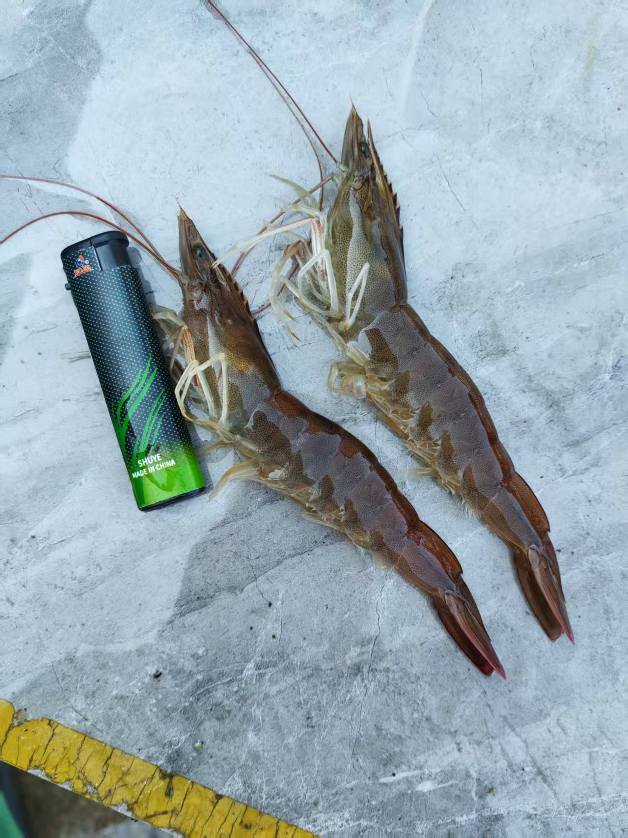 南美白海水虾 对虾 海水虾  海水盐度23°  鲜甜可口 【鲜活发货】