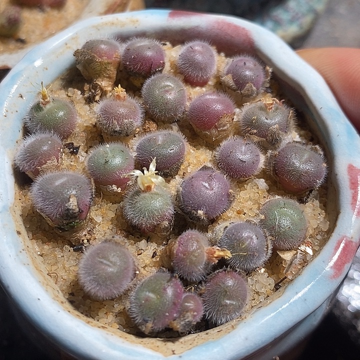 史蒂芬尼大毛球一颗。  