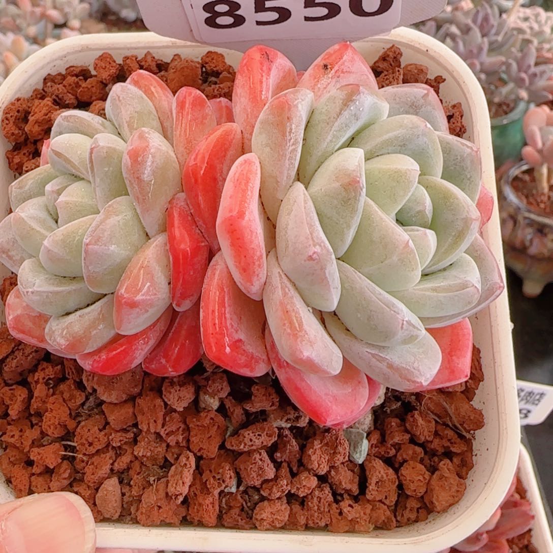 多肉植物8550…………..