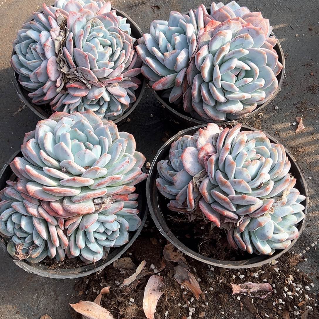 多肉植物一物一拍