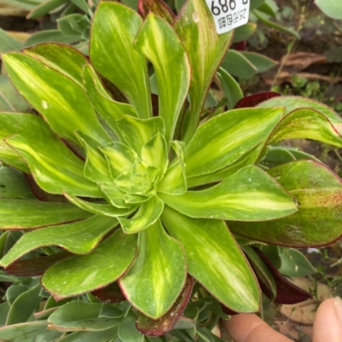 989嫁接魅影中斑七彩多肉清棚福利