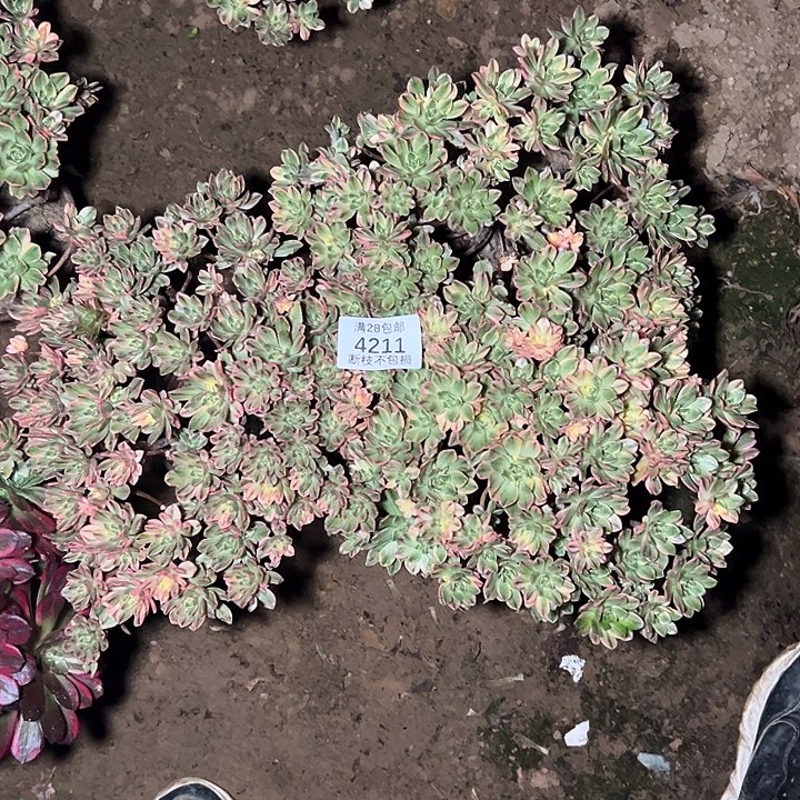燕***子4211三颗甜茶多肉