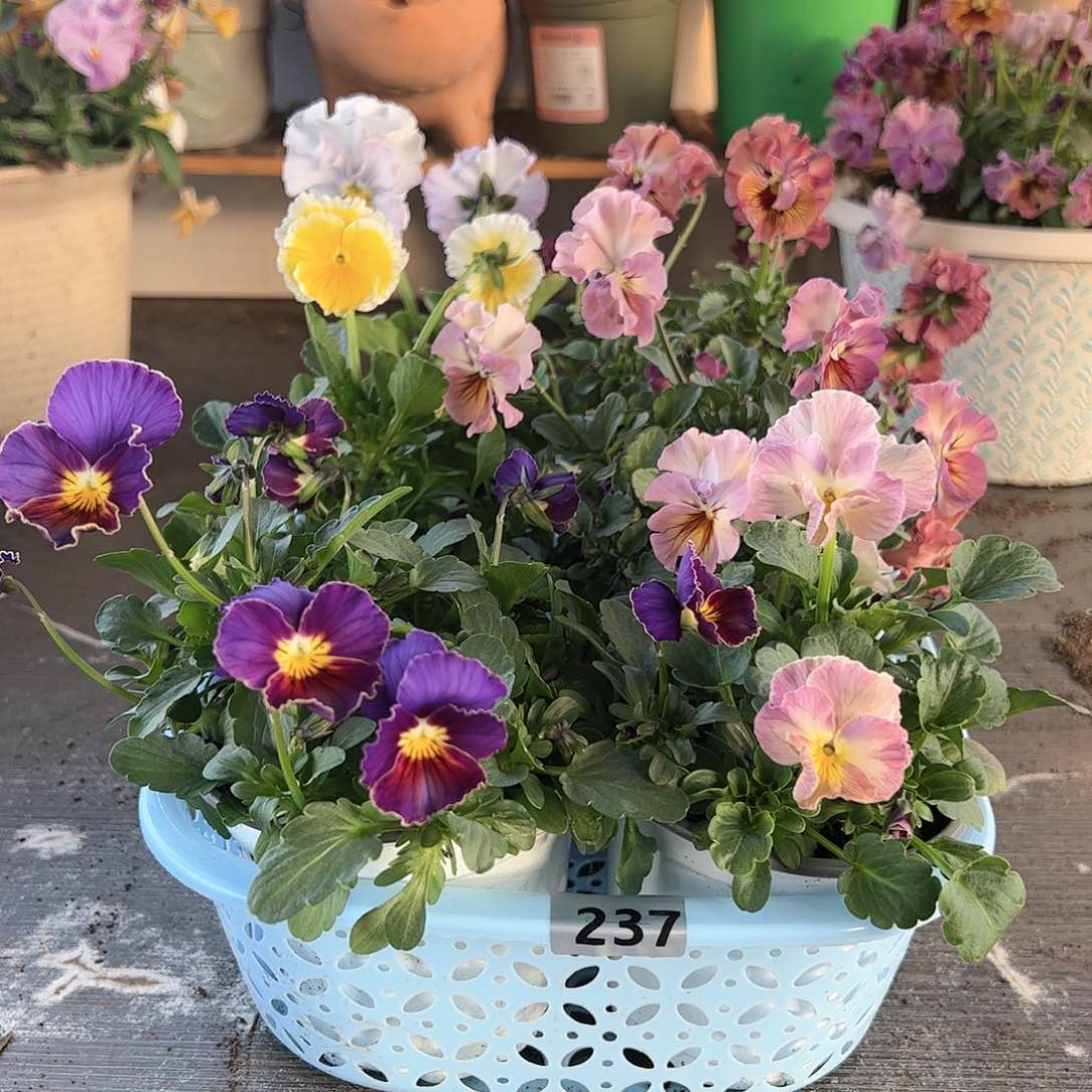 【闪购商品】237号