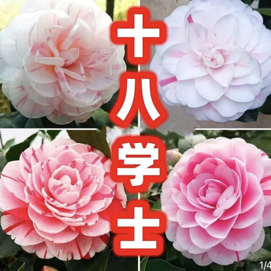 十八学士山茶花树苗盆栽带花苞室内外种植耐寒易活浓香型
