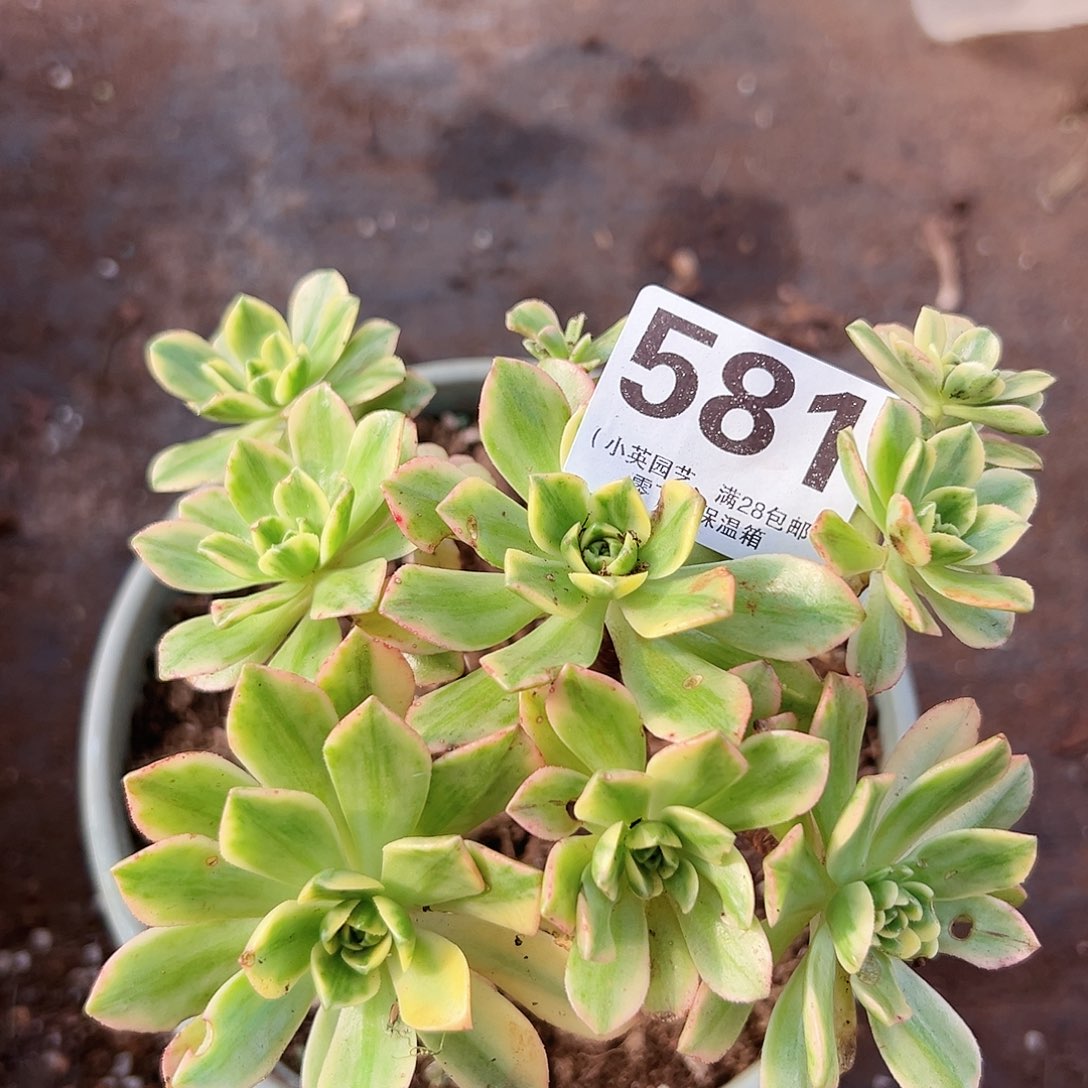 老桩甜茶581多肉植物