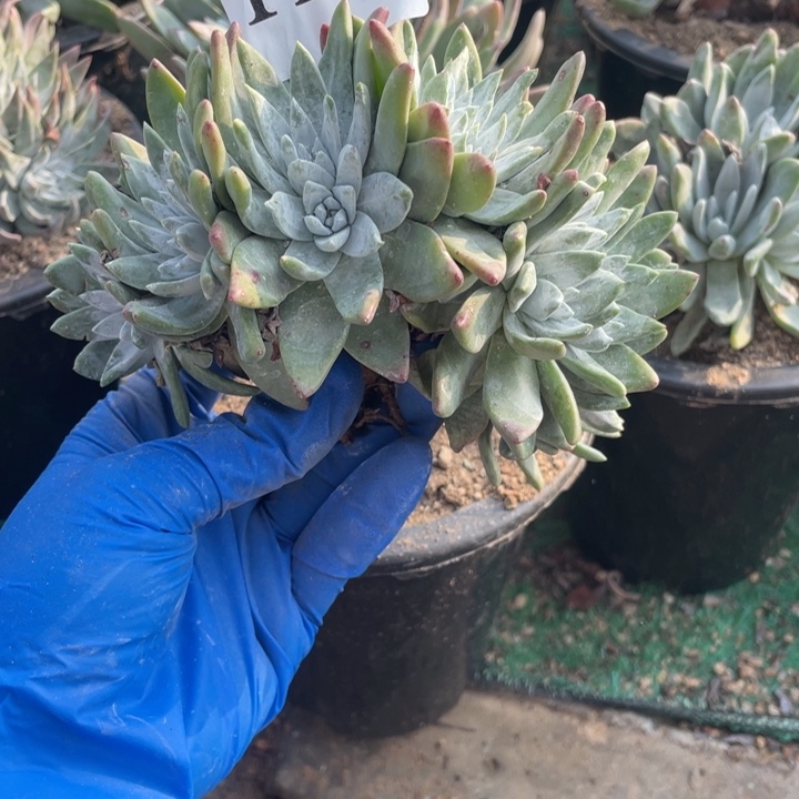 446号白雪多肉植物