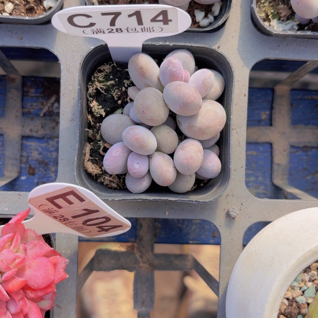 C714彩虹奶一物一拍
