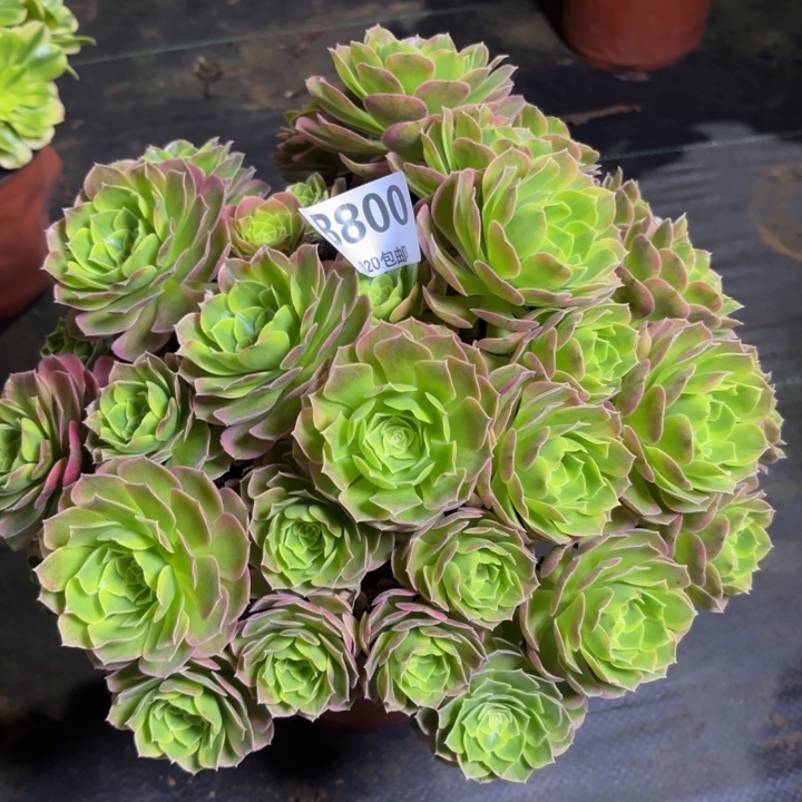 瑞妈多肉园艺，800不包断枝