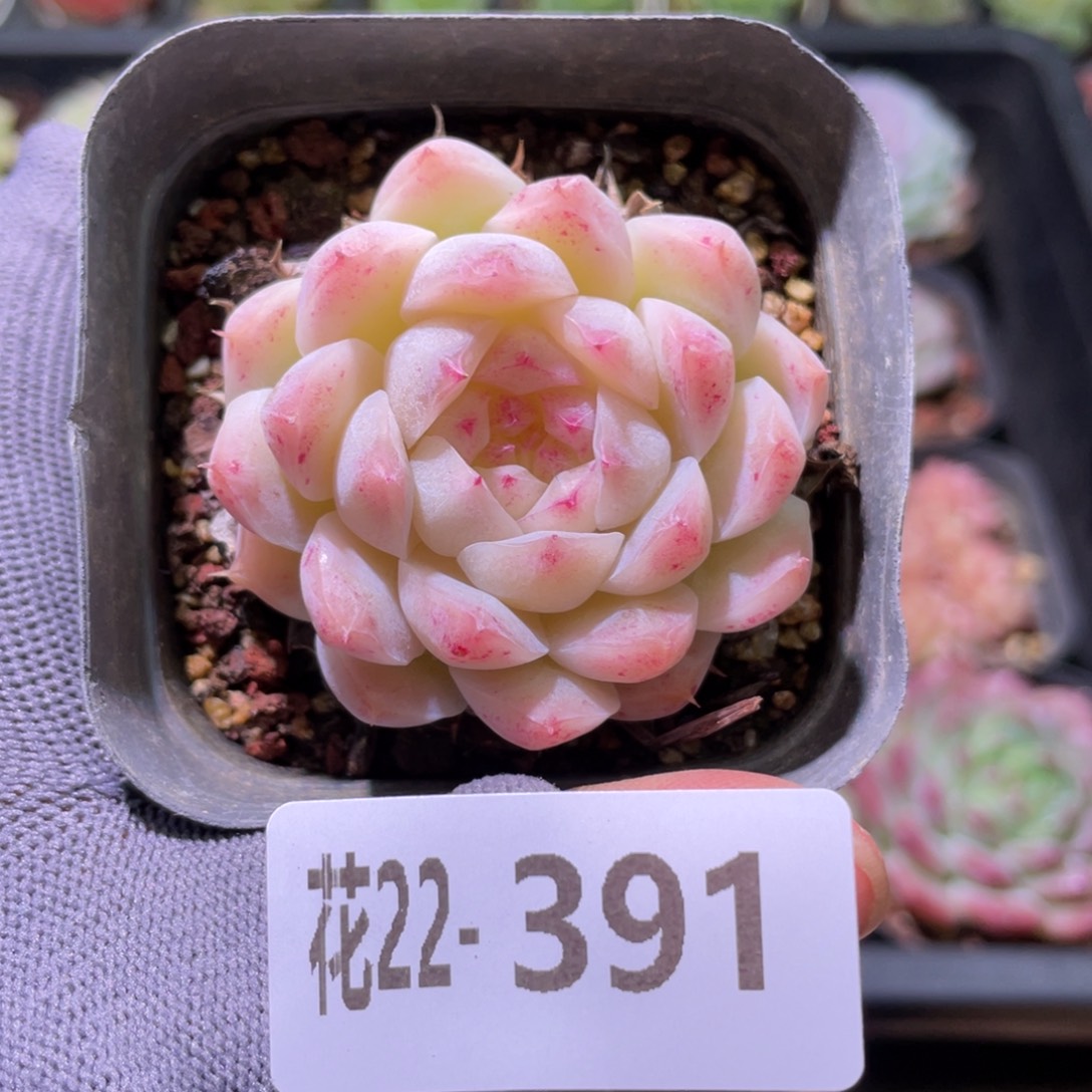 花利美22-391麦秆