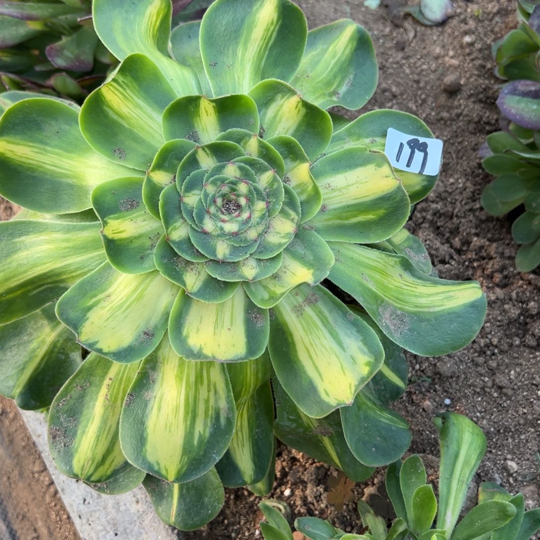 199暴君多肉多肉多肉多肉