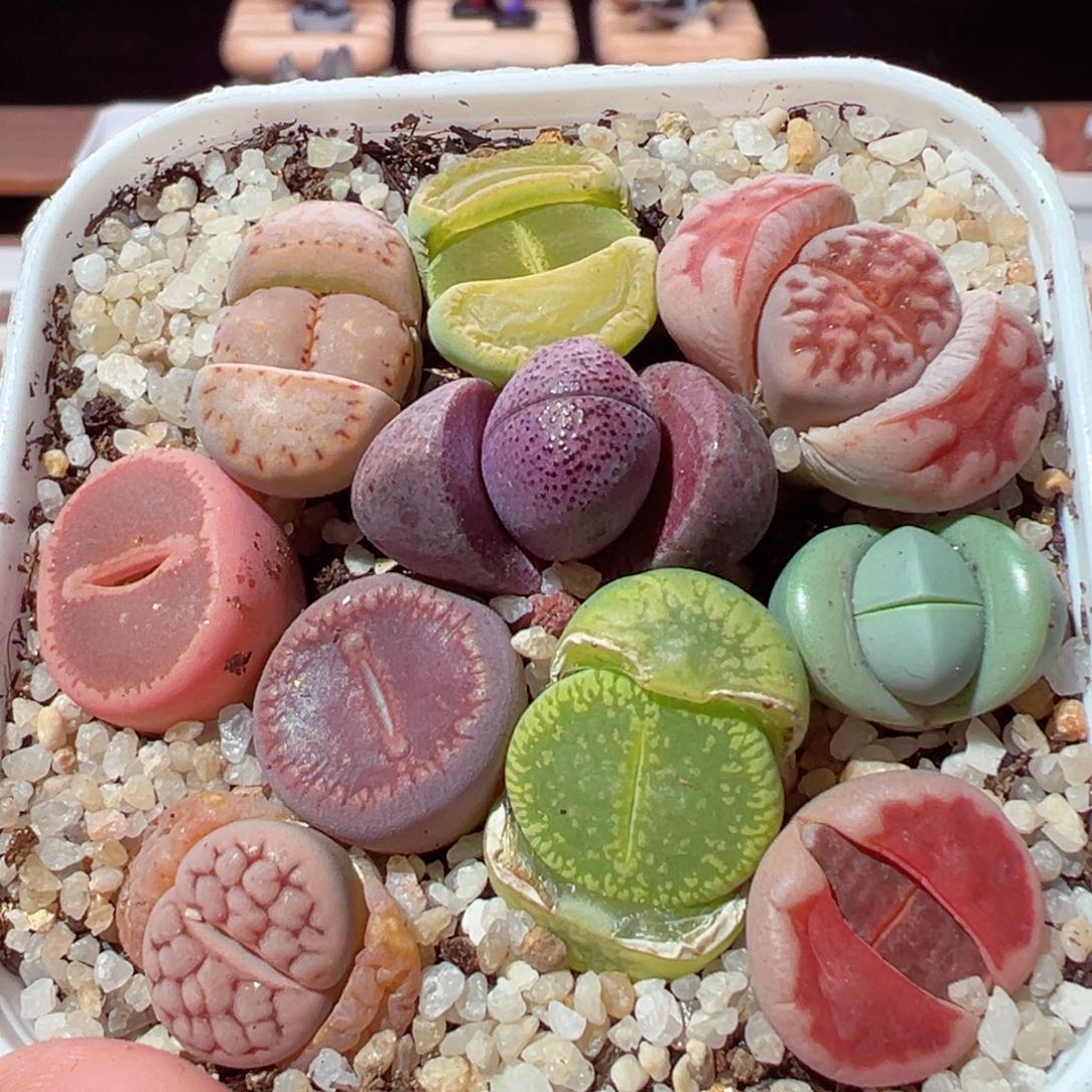 206-313.整盆彩色
