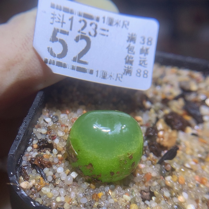 精品生石花123.52福利拉登