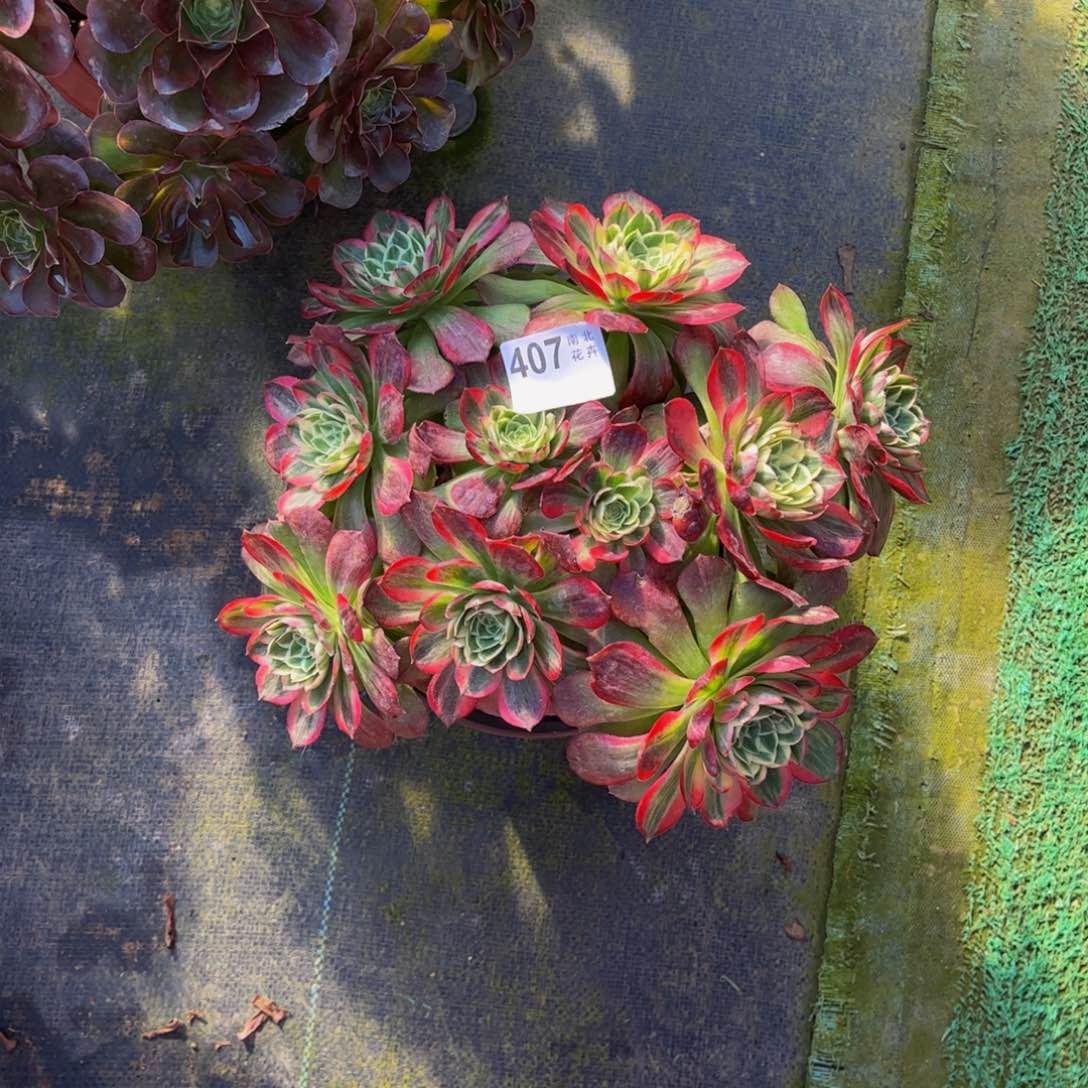 多肉海王000000407