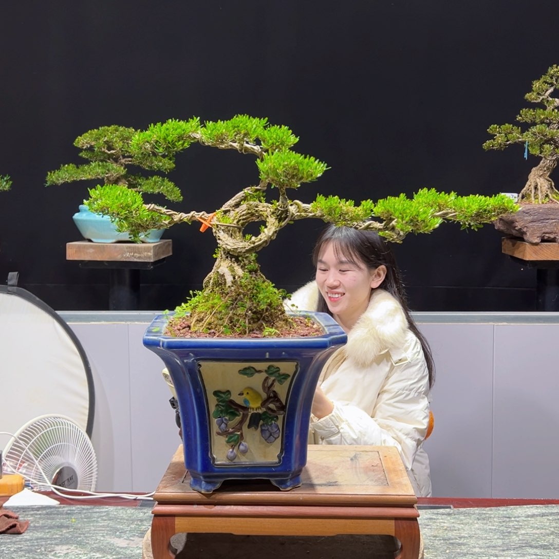 四季常青老桩黄杨盆景