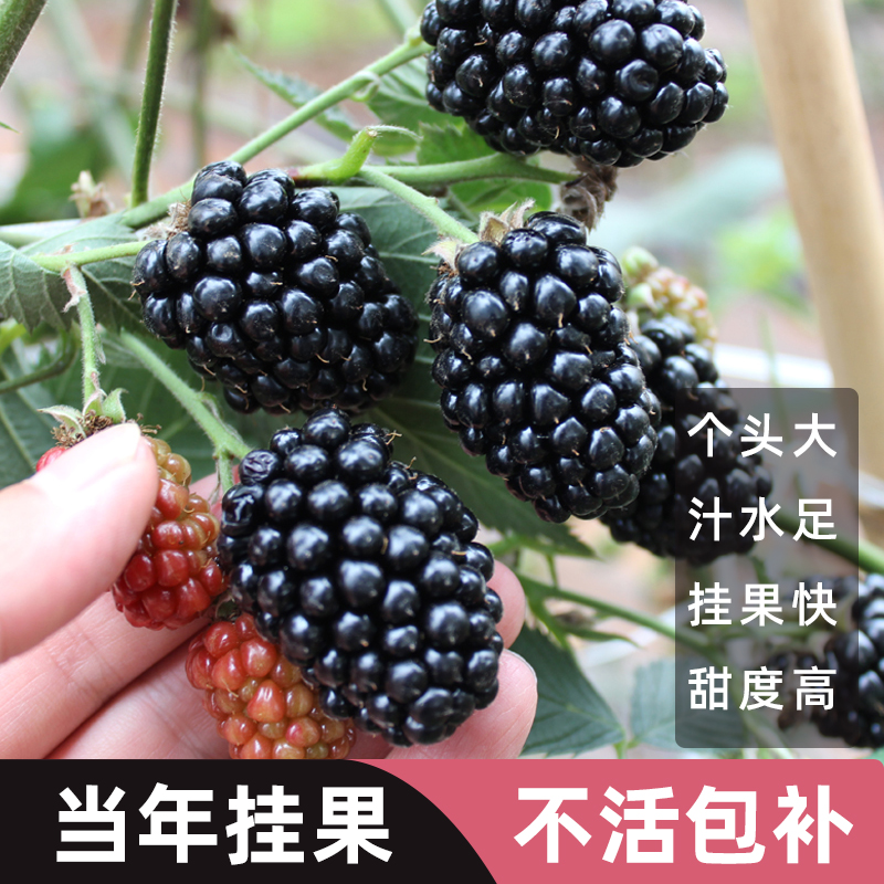 【新品福利】DN03双季大黑莓 高产纯甜树莓可盆栽可地栽锁莓覆盆子