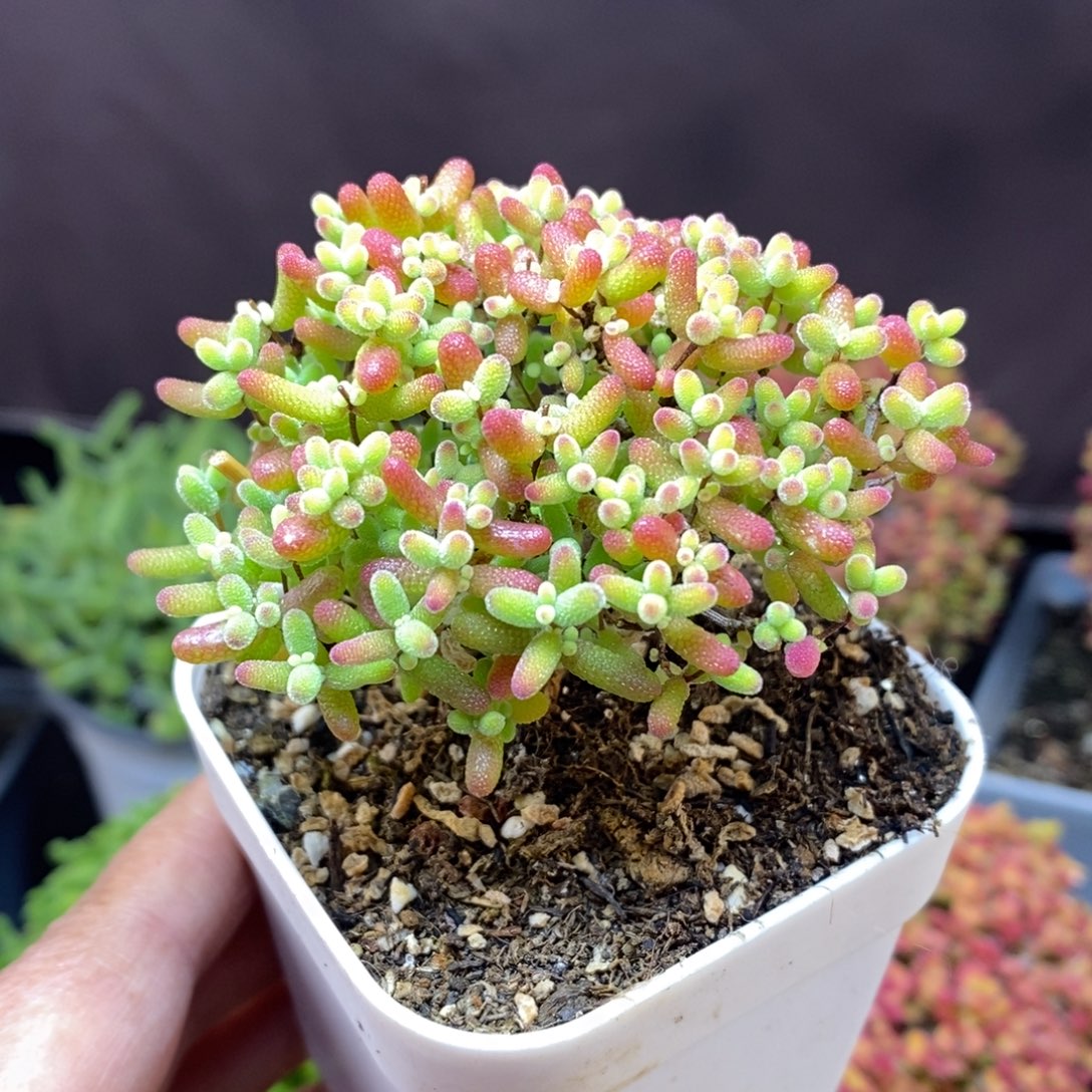 M****无花朵152号蜜橘糖球