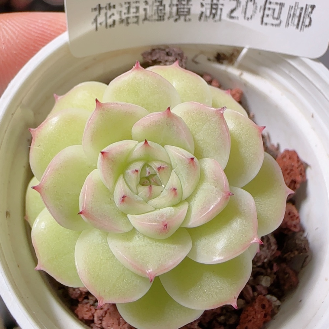 花语多肉1209-277小