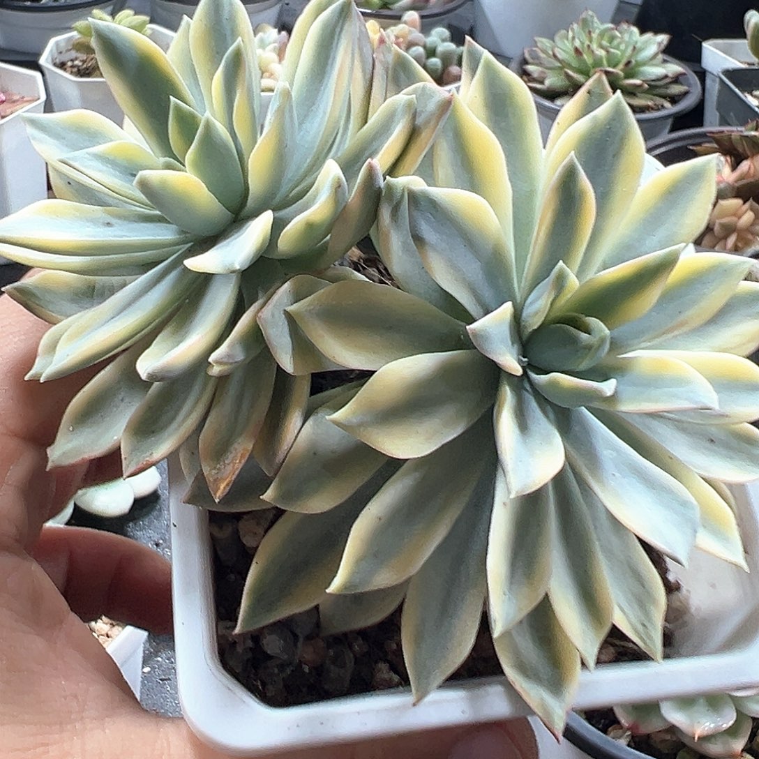 太阳女神锦小方花圃一物一拍