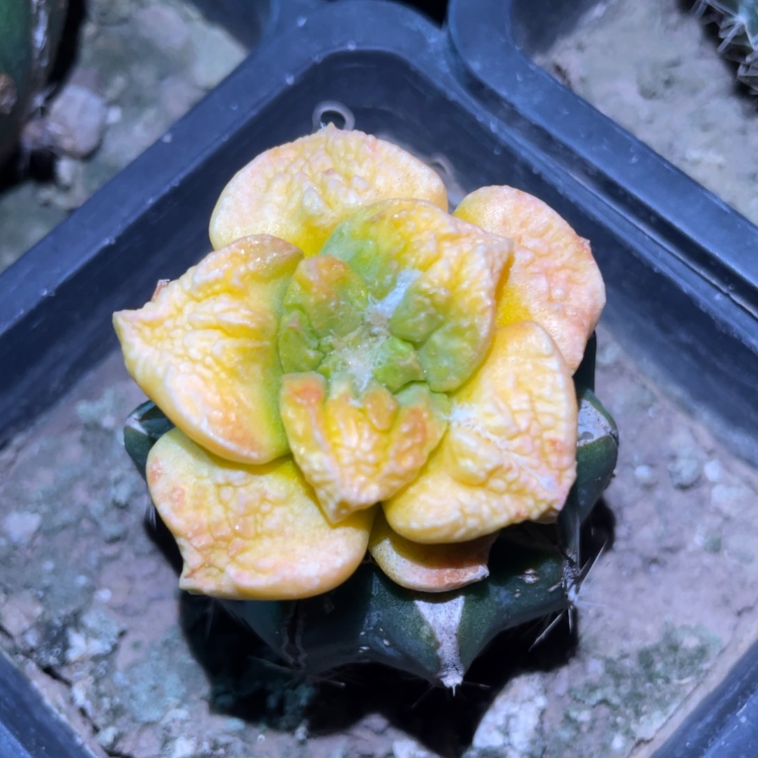 丸犹菜花牡丹锦 仙人球