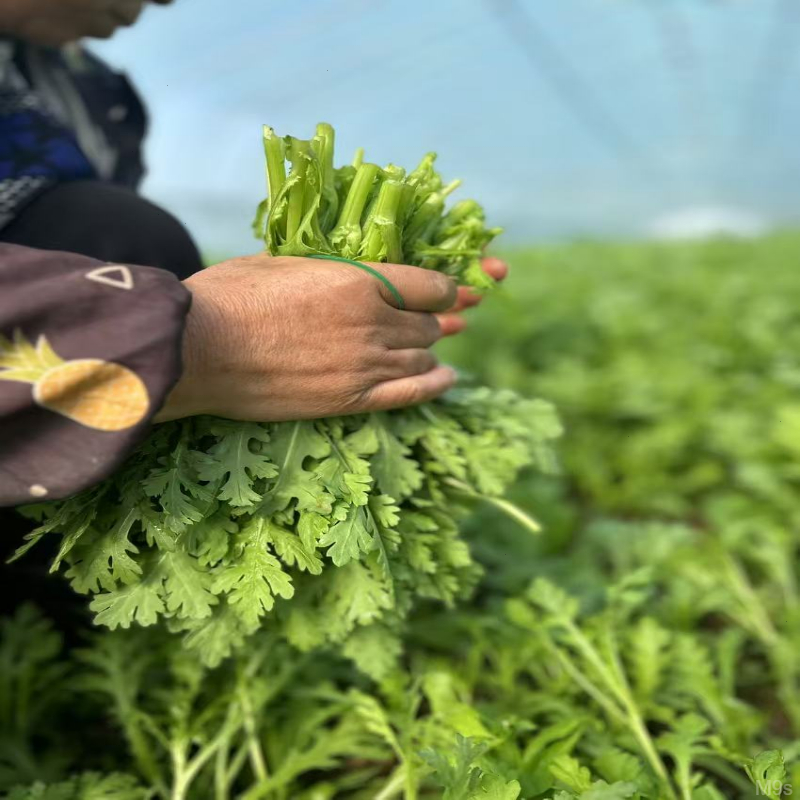 新鲜包邮农家农村蔬菜季现发茼蒿时令蔬菜湖北现蔬菜大棚摘食用