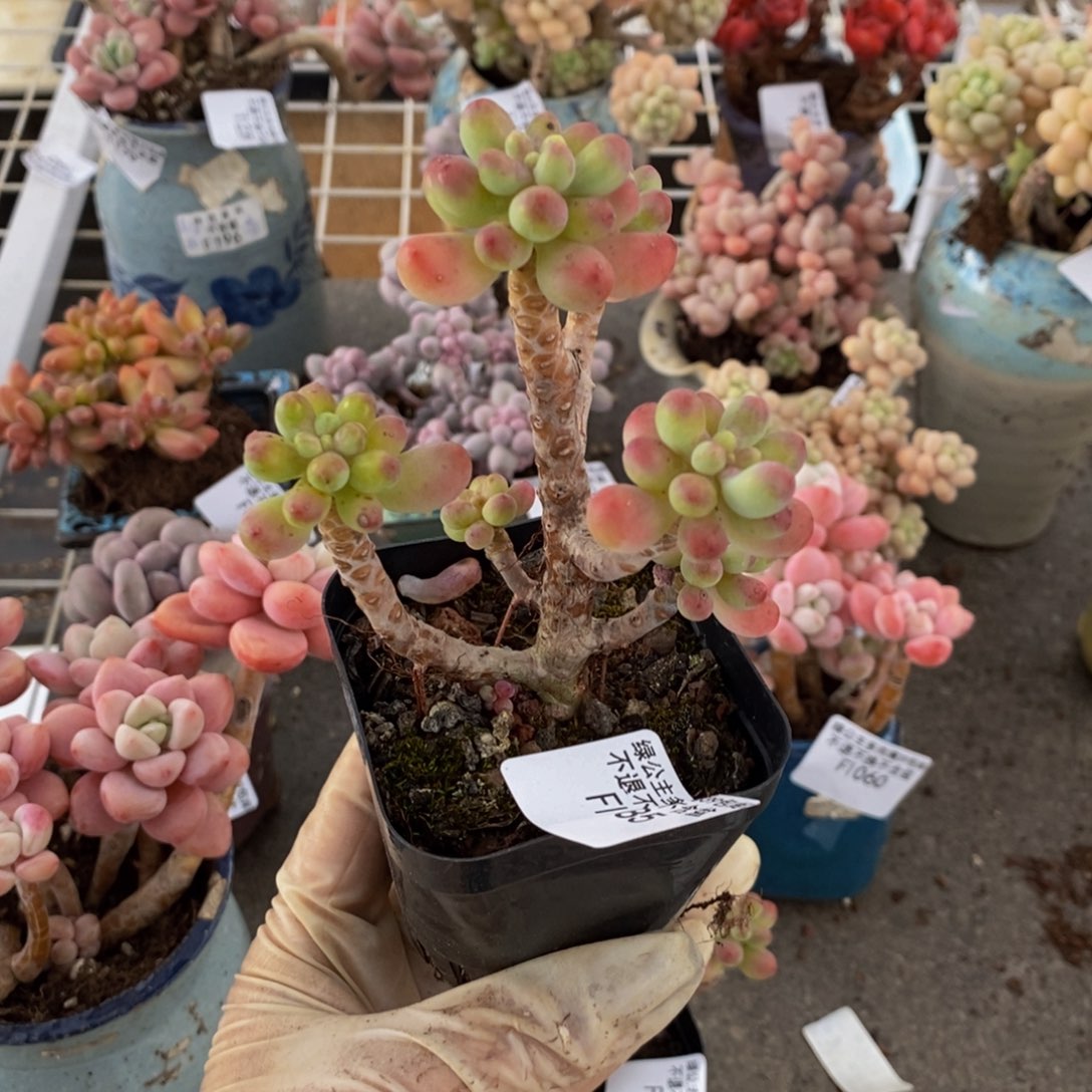 乐**中派大星085/8cm的肉