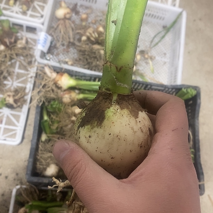 安加拉朱顶红6以上无激素