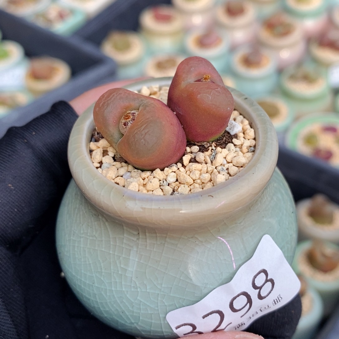 3298--一物一拍 带盆 