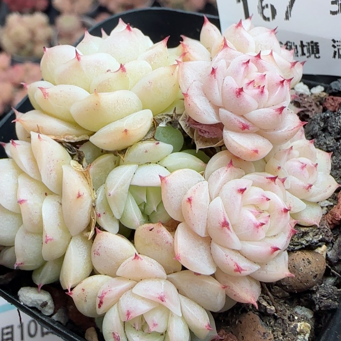 花语逸镜0310-167散