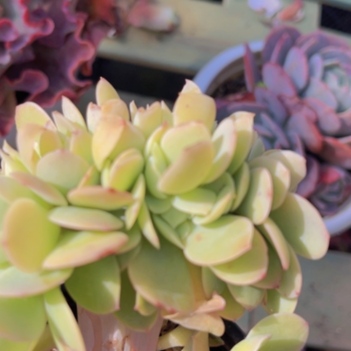 【闪购商品】碧桃缀13130