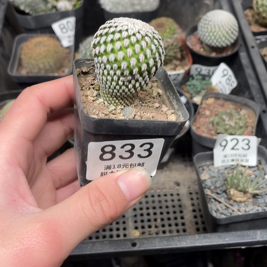 833白蝎子（满18包邮）