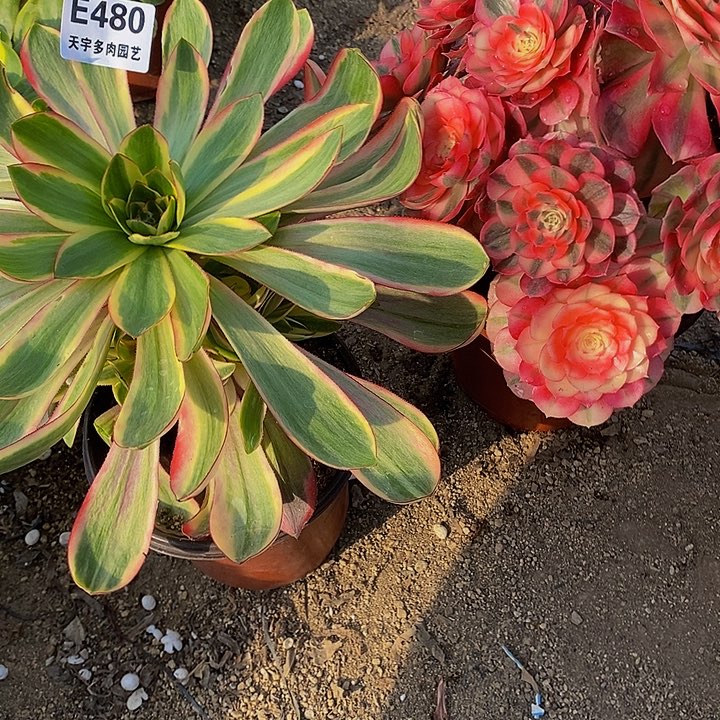 小****）多肉套餐倾城480。478多肉