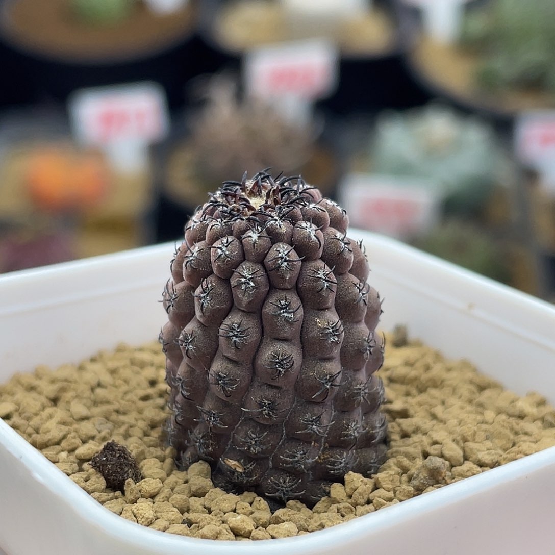 实生五星钻豹仙人球多肉