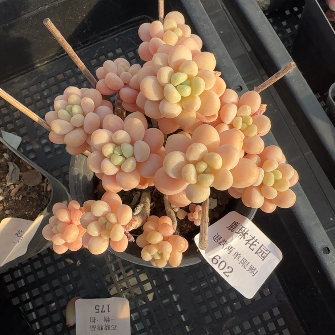 多肉很小看清楚下单拒绝非品质售后602