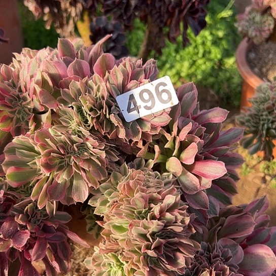 纤***肥多肉植物一个女郎496