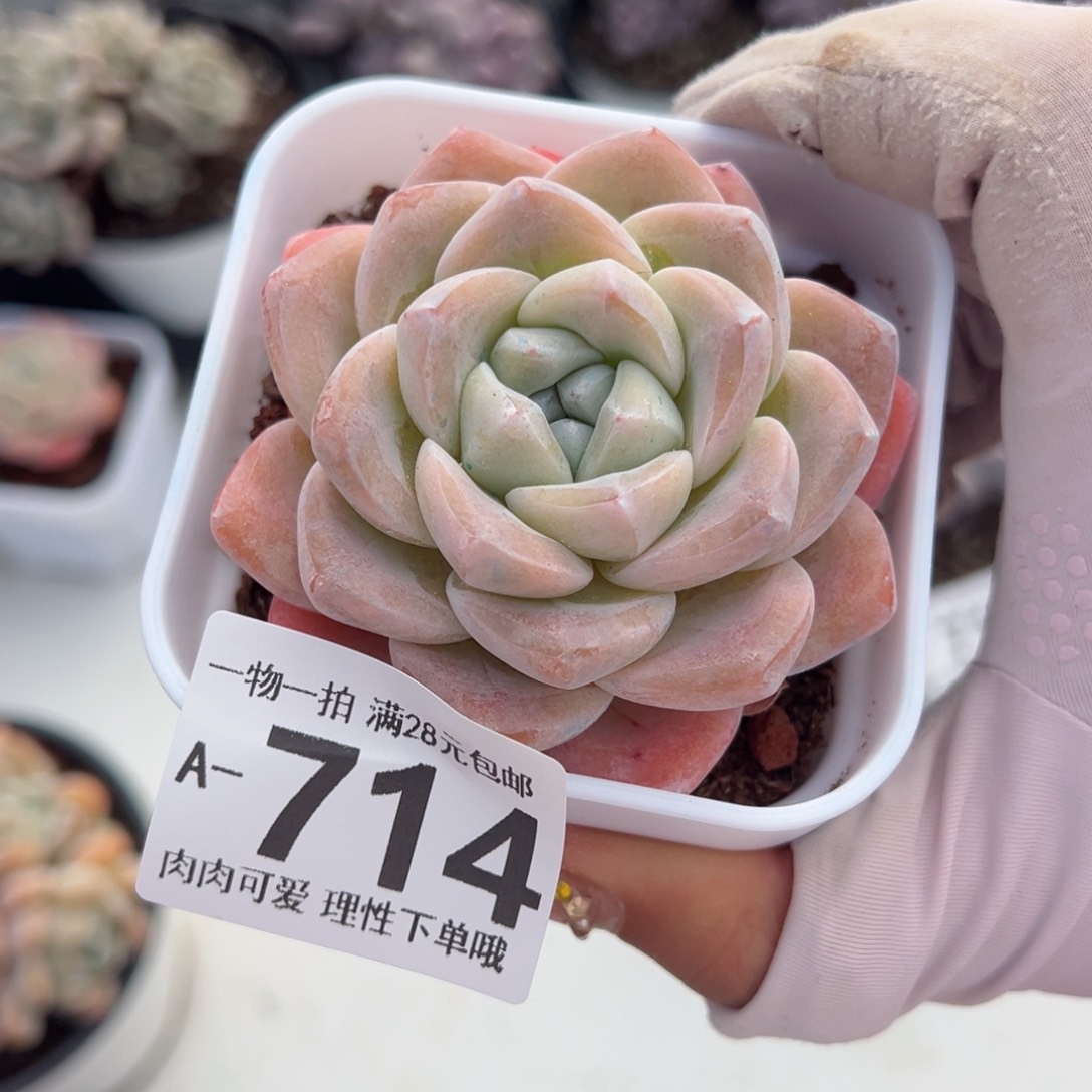 冰玉，多肉多肉多肉多肉