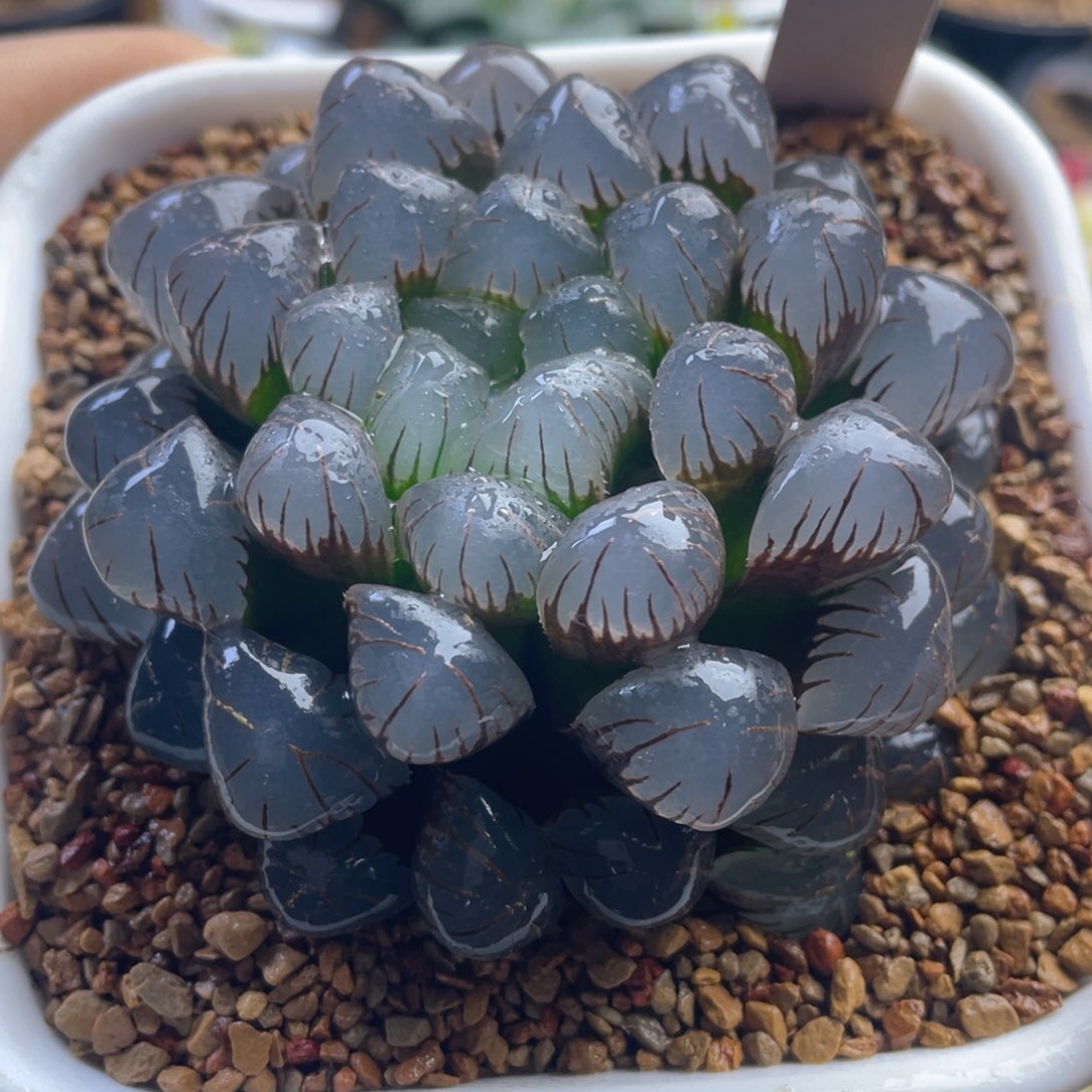 9.十二卷多肉大紫冰灯玉露。      