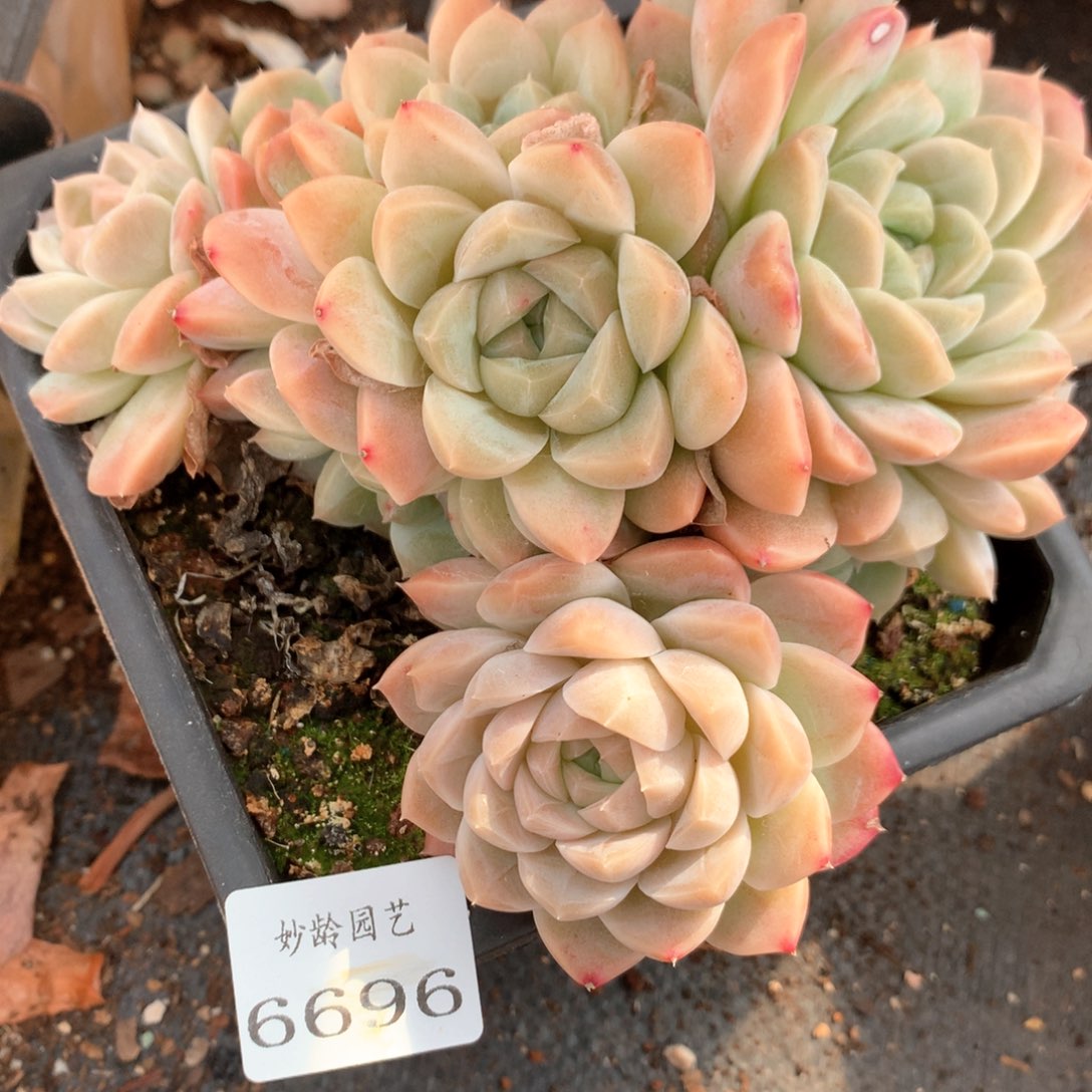 6696不包整散掉不售后