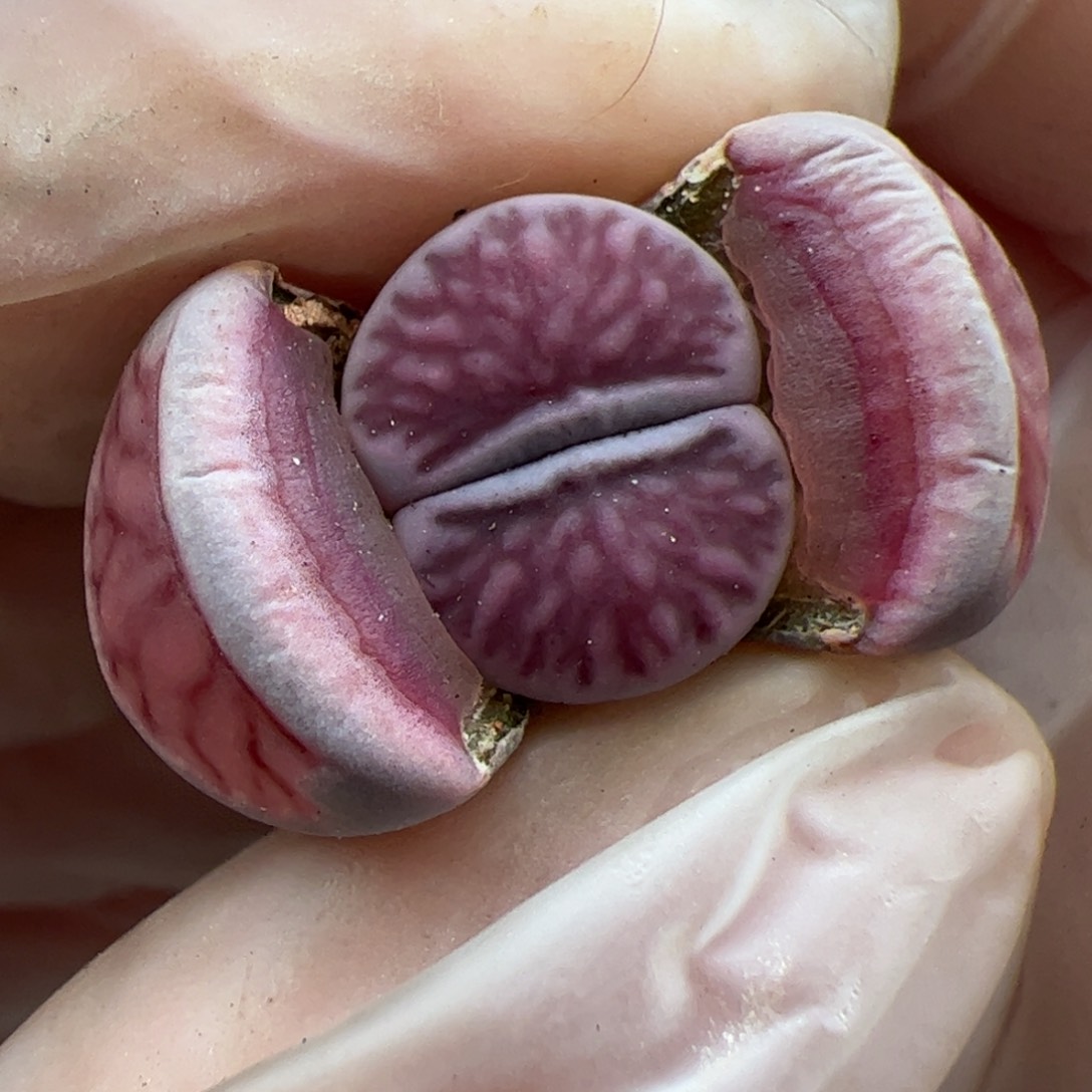 0623号 紫菊 多肉植物