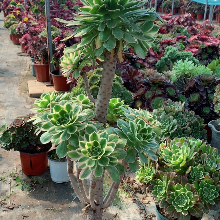 53大叶绿玫瑰多肉一物一拍～