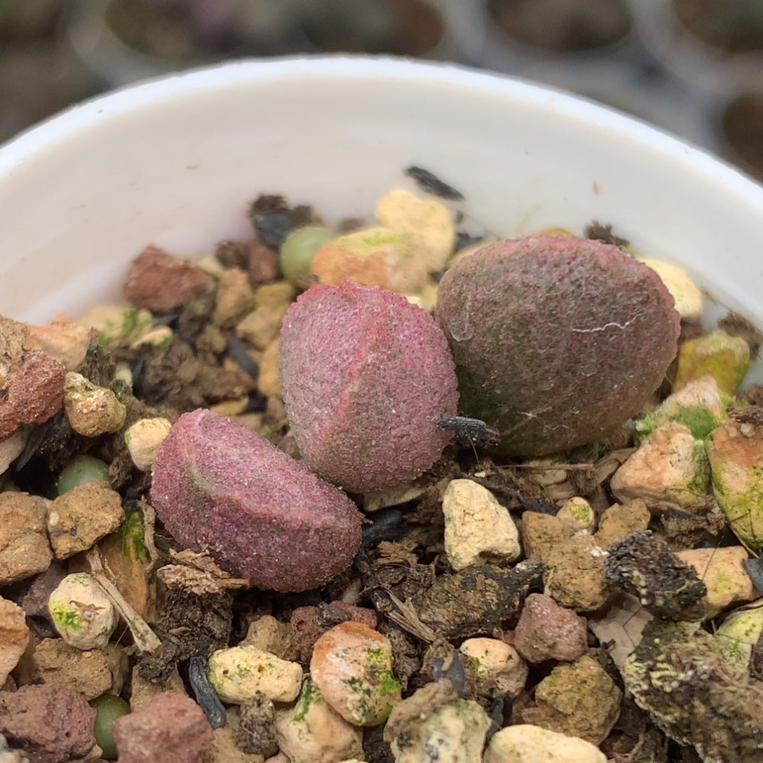 彩虹水泡一物一拍