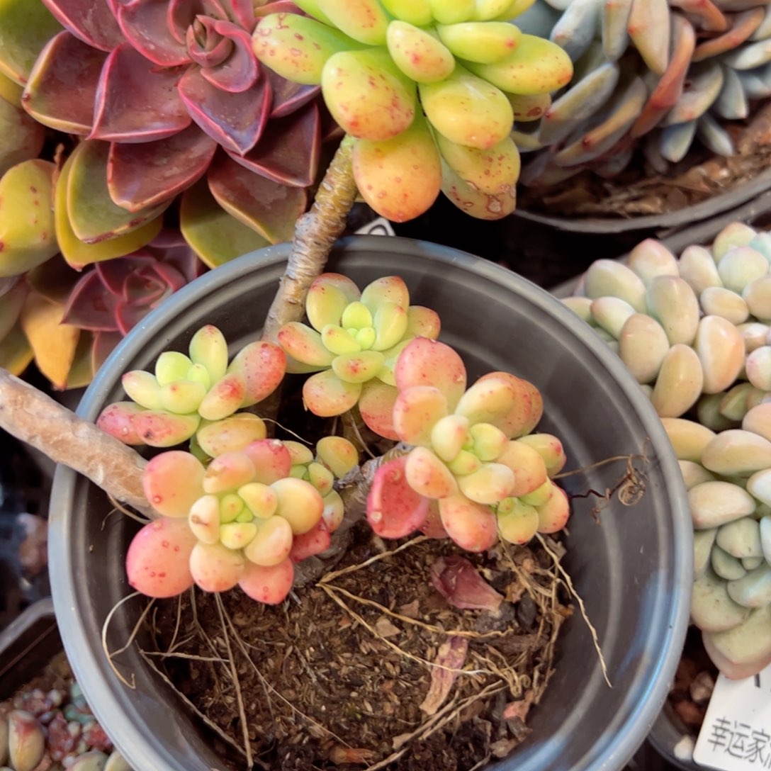 幸运的是我的朋友