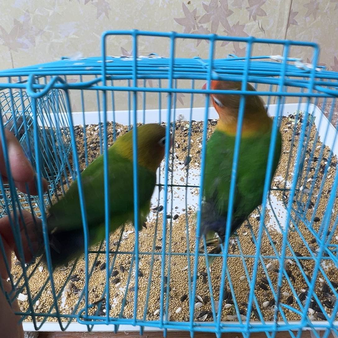 丁***鱼桃脸牡丹鹦鹉微瑕两只包活48小时