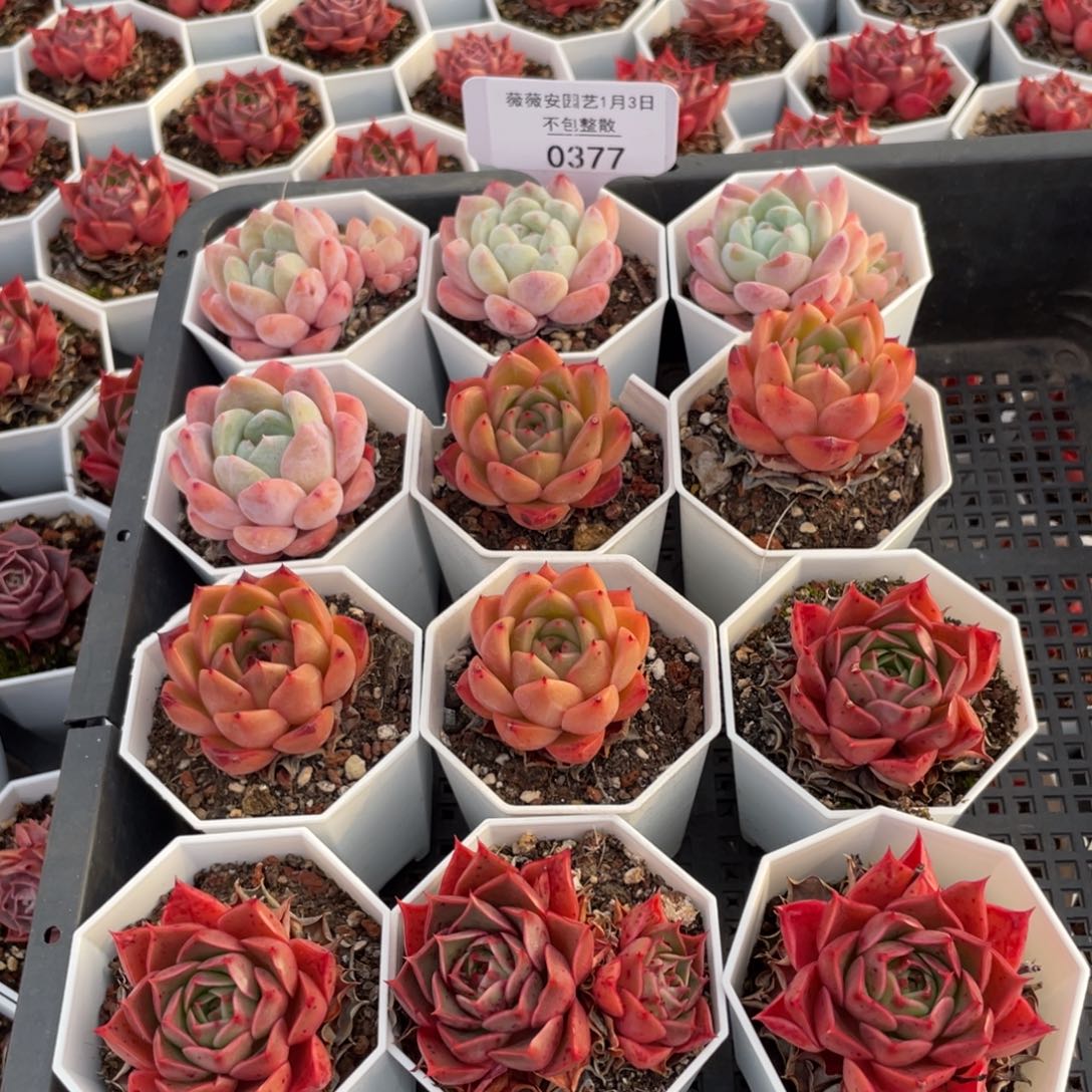 不包整散 盆子不售后0377