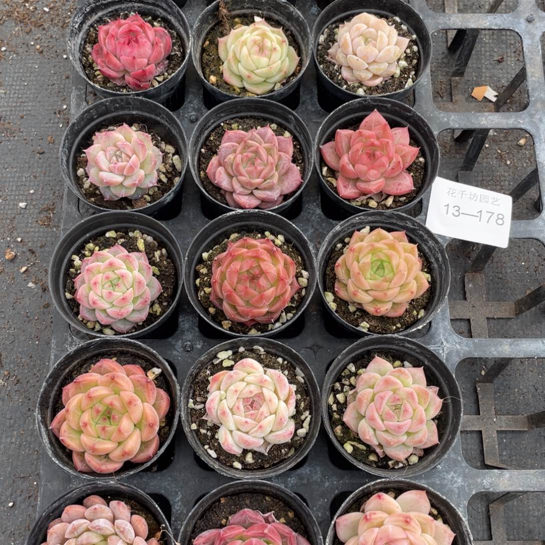 一物一拍18颗13-178