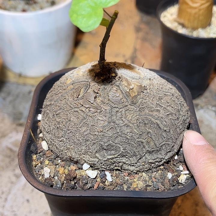满38包邮2天凑单，脱土晾根发货多肉植物