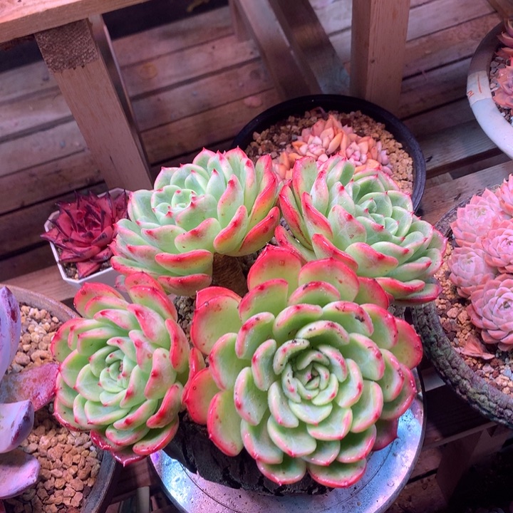 三文鱼z z z z z z z z z z