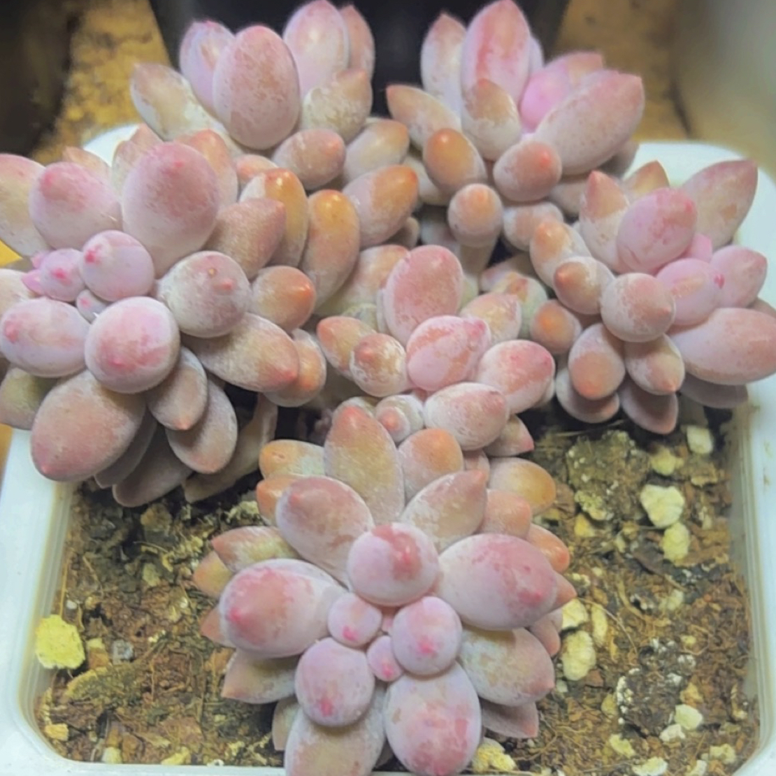 多肉樱花奶（满12.9包邮）