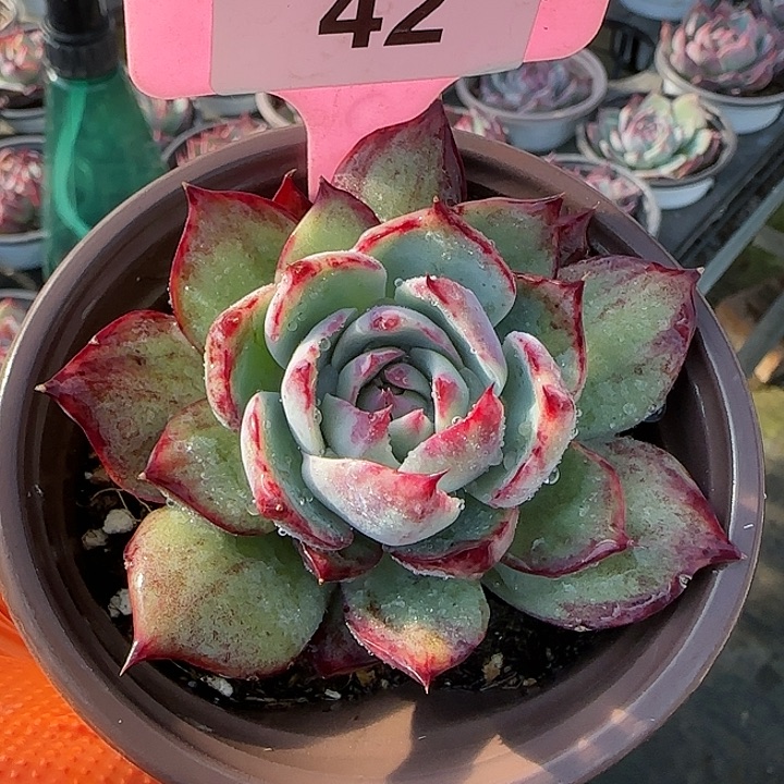 K***g42 惊鸿仙子多肉植物6-9cm