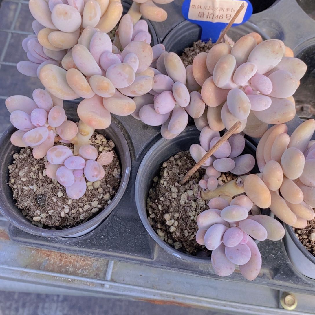 量拍46号 老桩蛋黄奶酪一个