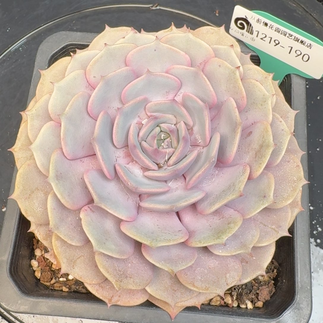 从前慢多肉精选编号1219.190